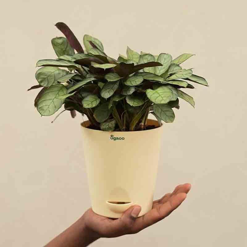 Ugaoo Calathea Prayer Plant - Medium media 3