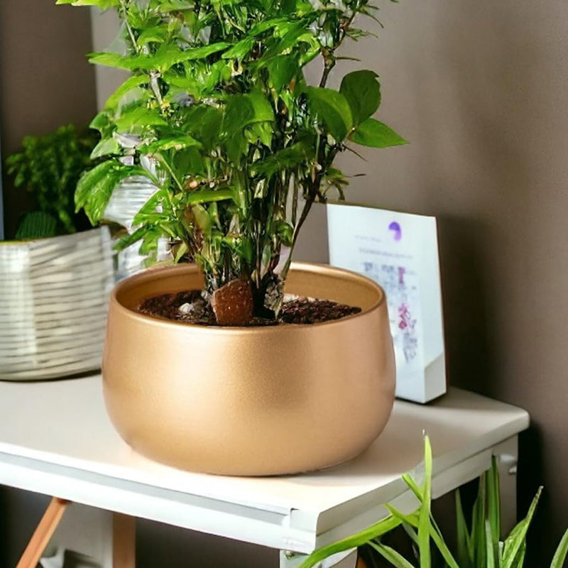 Utmi Golden Planter media 5