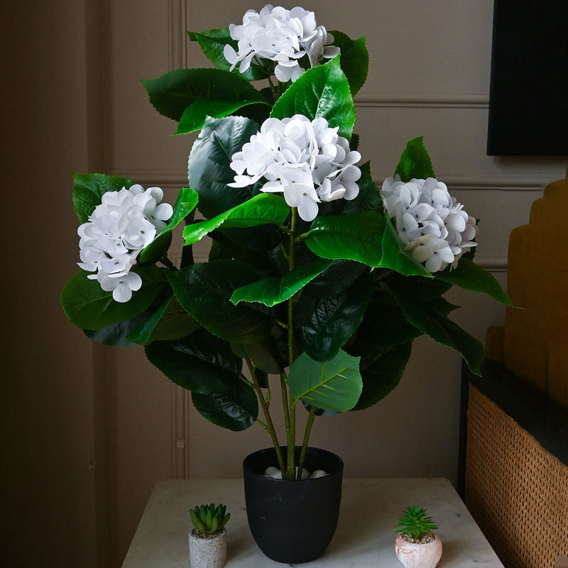 Faux Everlasting Hydrangea Plant With Black Plastic Pot (White) - 76 cm (2.5 ft) media 3
