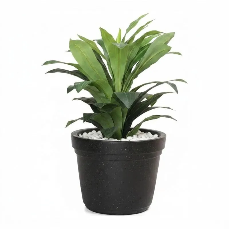 Black planter with a leafy green plant against a white background