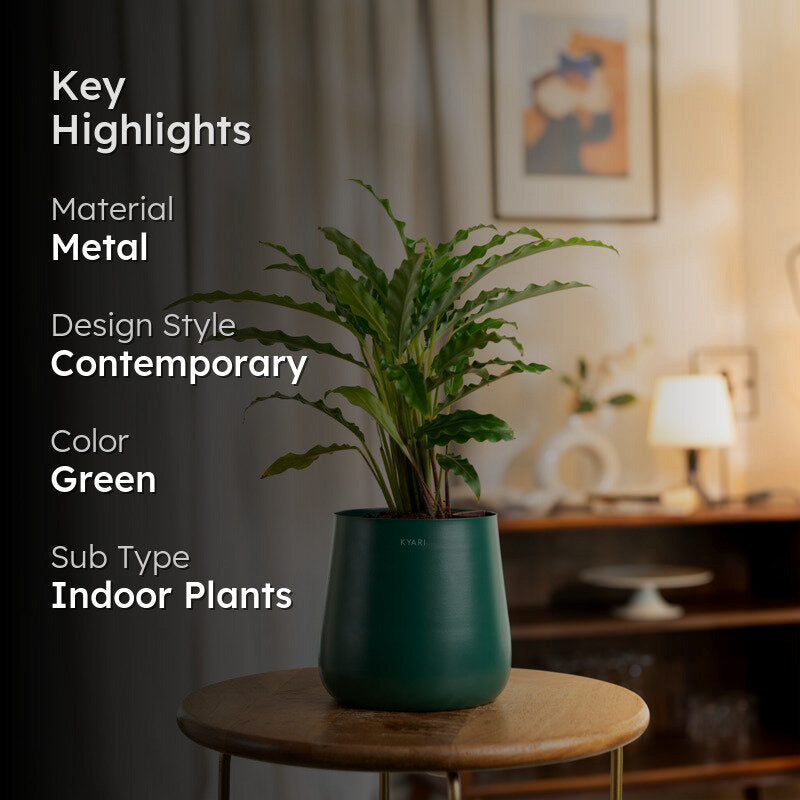 Kyari Calathea Rufibarba With Metal Self Watering Pot - Green media 2