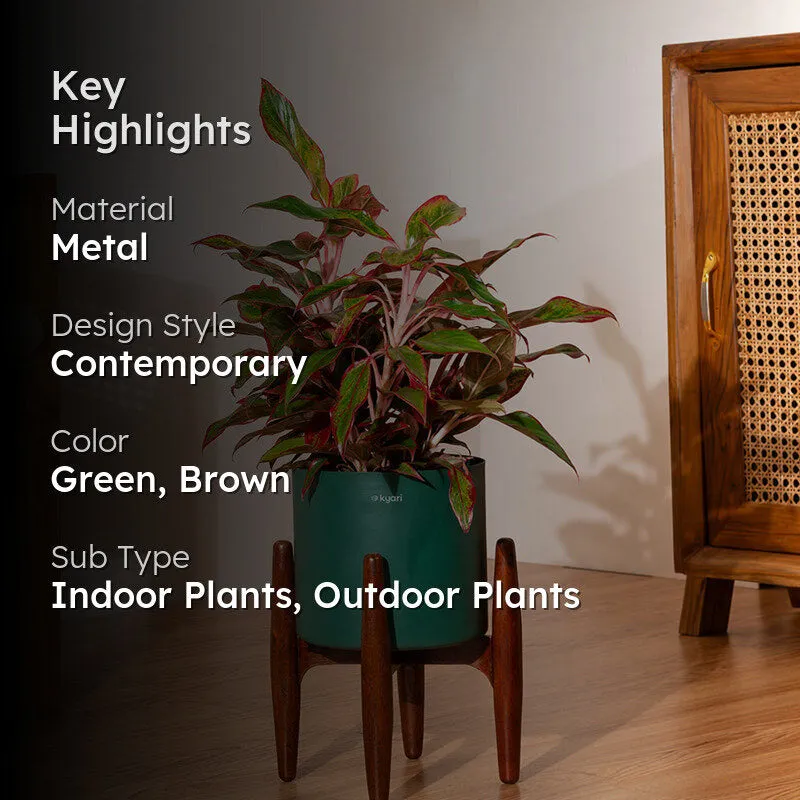 Kyari Agalonema Lipstick Plant With Metal Pot (Green) - 2 Feet media 2