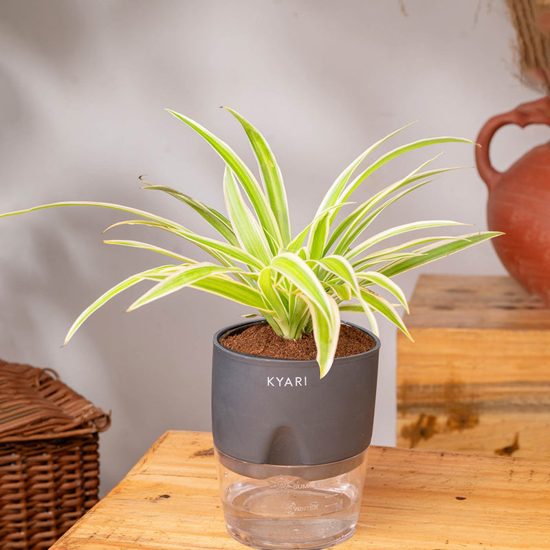 Kyari Spider Plant With Self Watering Pot - Grey media 3