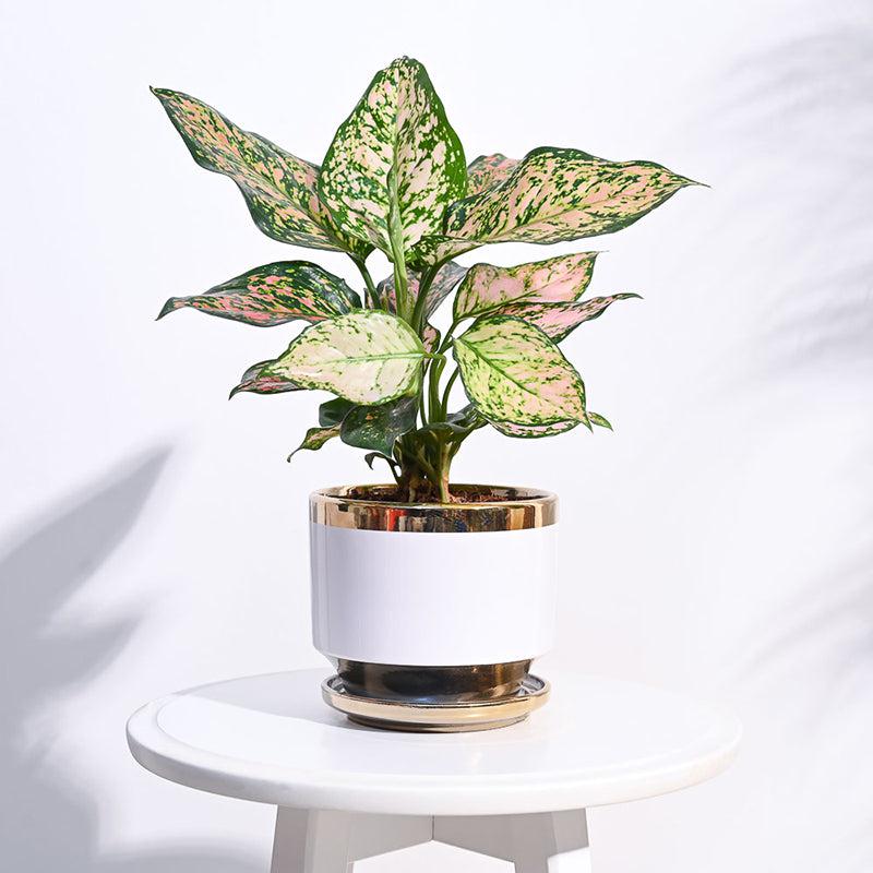 Ugaoo Athenian Ceramic Planter - White media 2