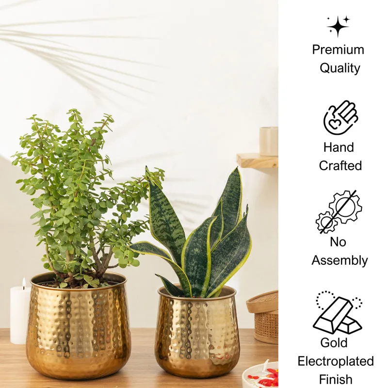 Rooted Charm Auric Golden Planter - Set Of Two media 5