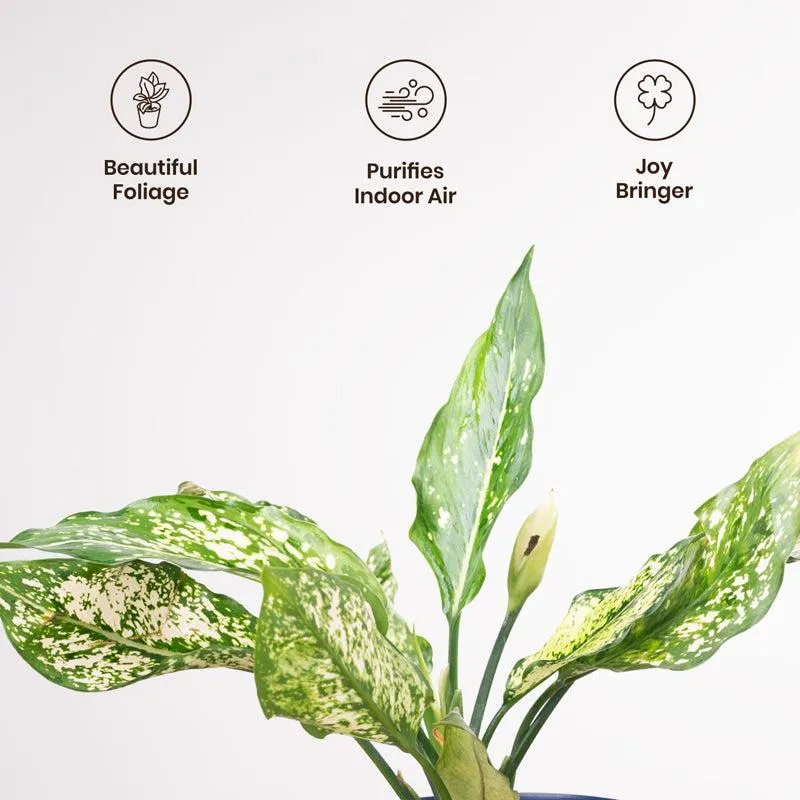 Kyari Aglaonema Snow White Plant With Metal Self Watering Pot - Yellow media 3