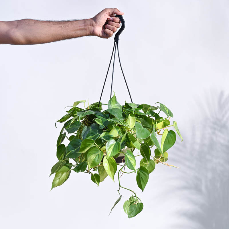 Ugaoo Philodendron Oxycardium Brasil With Hanging Pot media 3