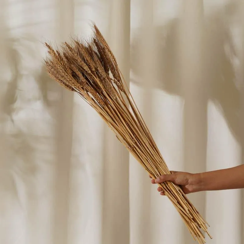 (Brown) Dried Wheat (60 cms) - Set Of Twenty Five Stems media 3