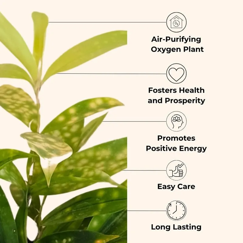 Greenkin Air Purifying Live Plants - Set Of Four media 8