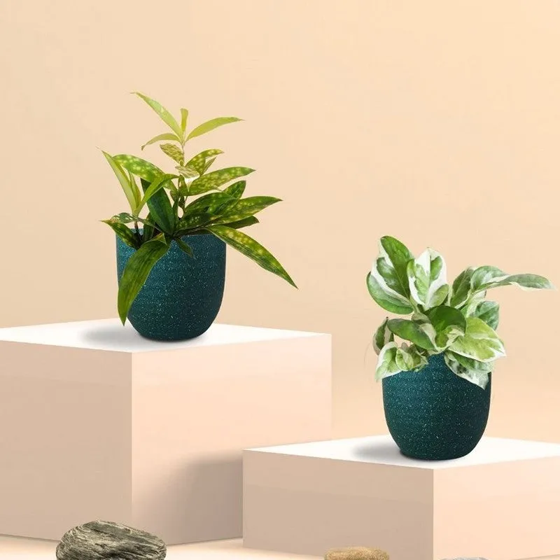 Greenkin Bamboo & Njoy Live Plants (Green) - Set Of Two media 3