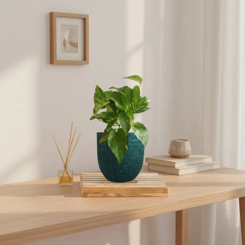 Greenkin Money Plant Gold King Live Plant - Green media 1
