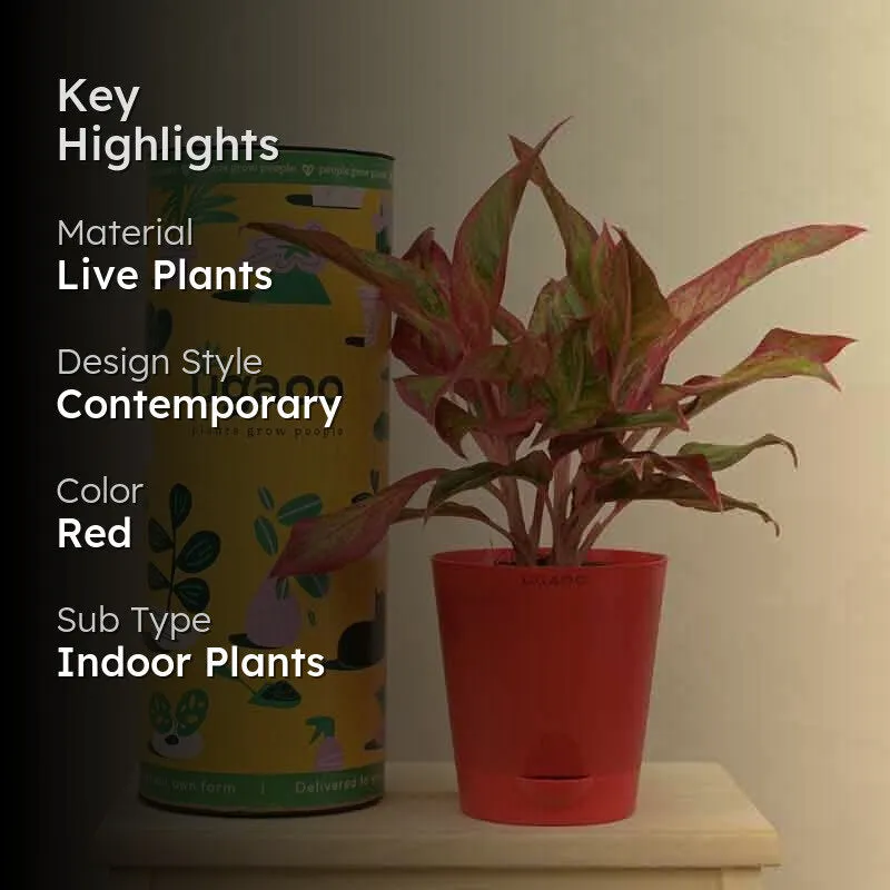 Ugaoo Aglaonema Red Plant - Medium media 2