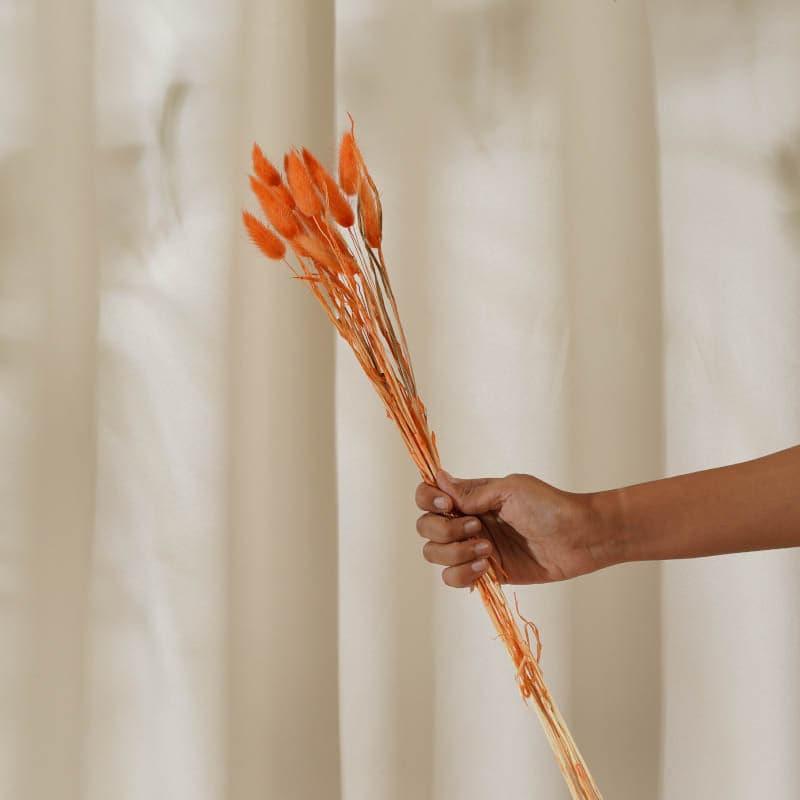 Bunny Tail Ornamental Grass (60 cms) - Orange media 3