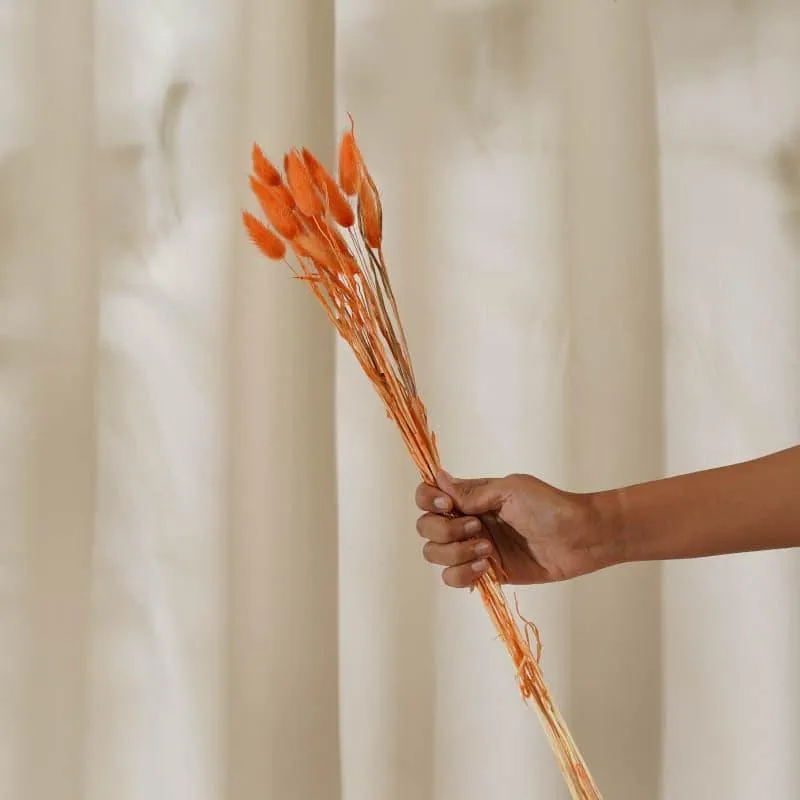 Bunny Tail Ornamental Grass (60 cms) - Orange media 3