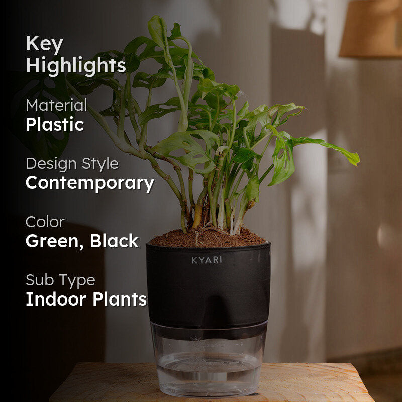 Kyari Philodendron/Broken Heart Plant With Self Watering Pot (Black) - 18 cm media 2