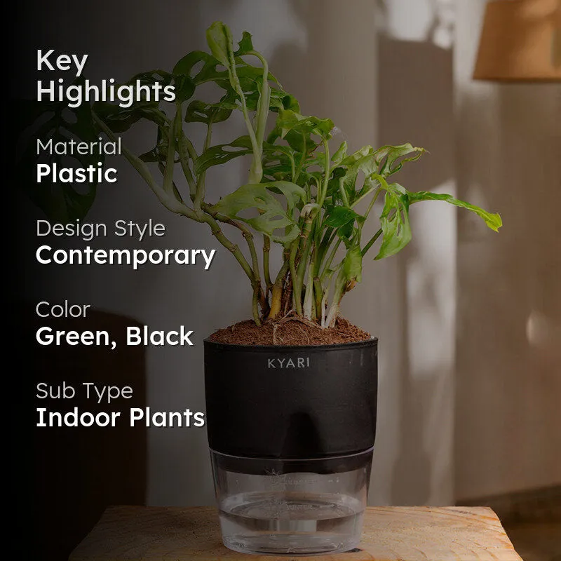 Kyari Philodendron/Broken Heart Plant With Self Watering Pot (Black) - 18 cm media 2