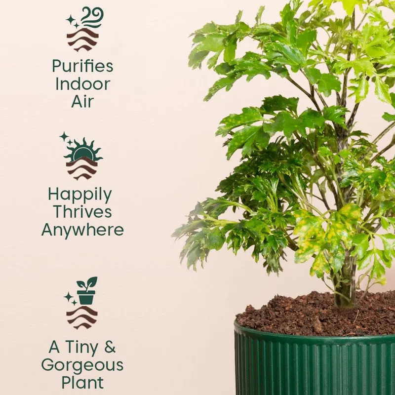 Kyari Aralia Green with Self Watering Pot - Green media 4