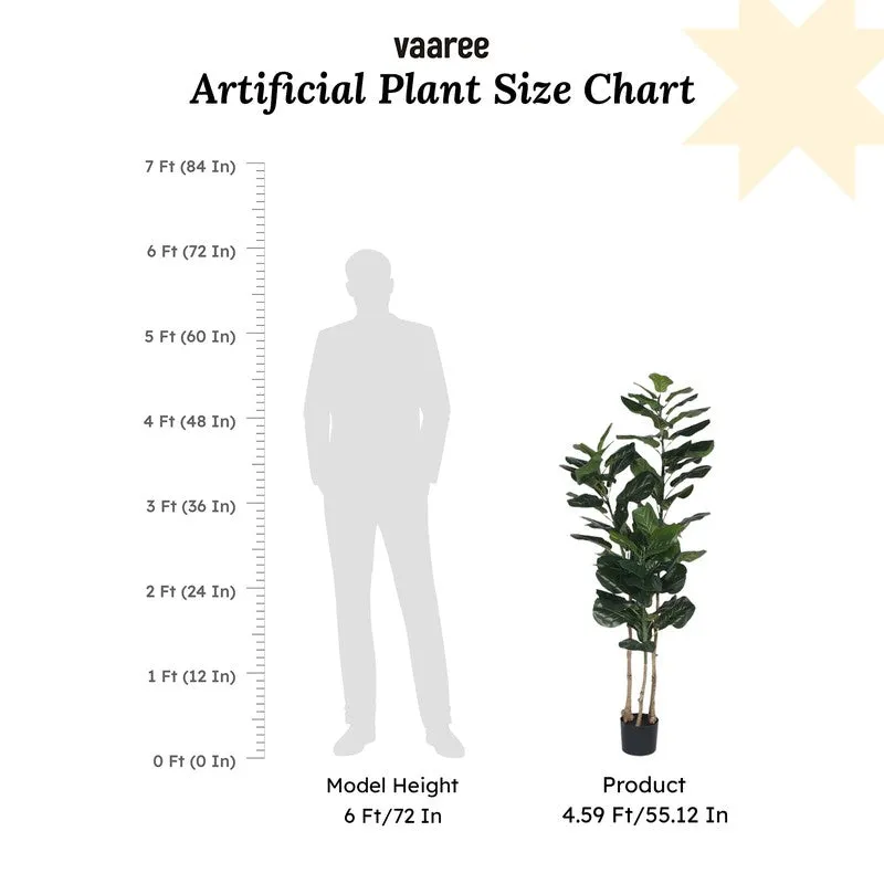 Modern Lush Fiddle Leaf Fig Plant With Black Fiber Pot - 4.6 Feet media 7
