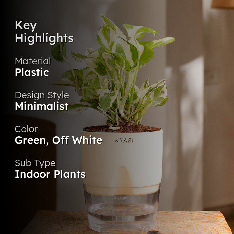 Kyari Money Plant With Self Watering Pot (Cream) - 18 cm media 2