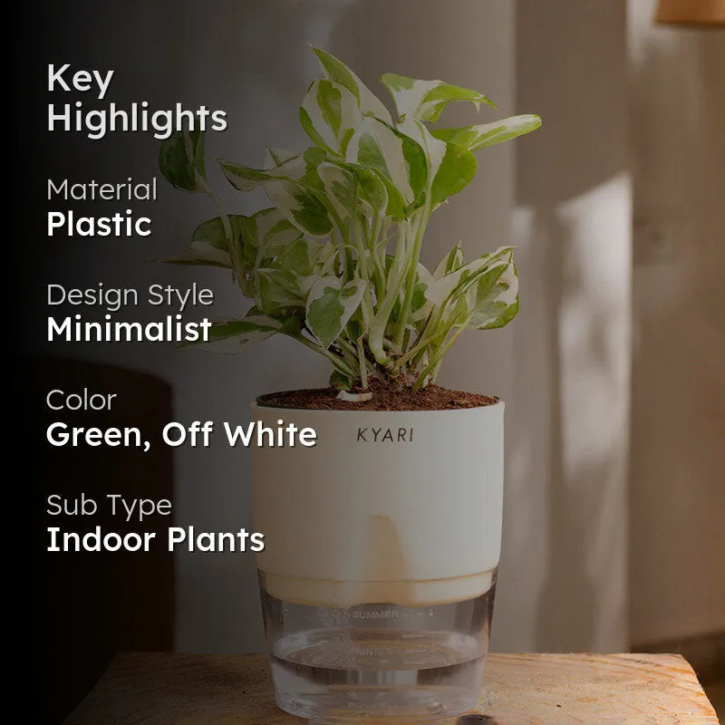 Kyari Money Plant With Self Watering Pot (Cream) - 18 cm media 2