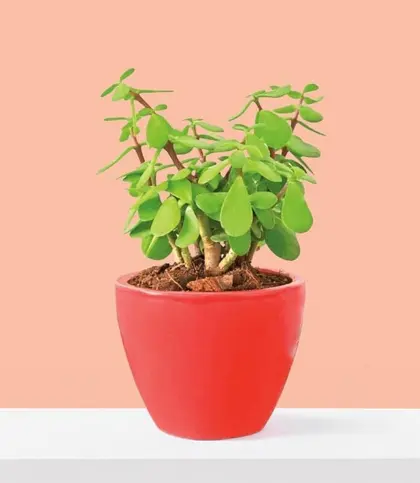 Live Plants