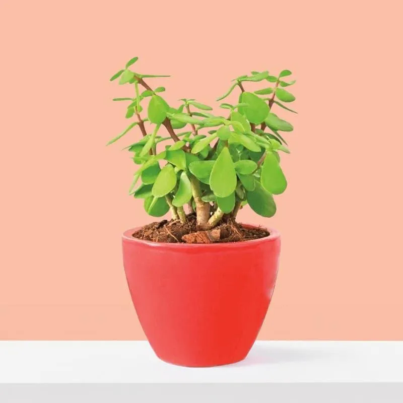 Ugaoo Good Luck Jade Plant With Apple Red Ceramic Pot media 1
