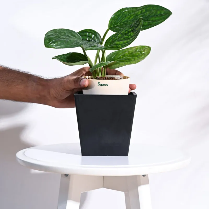 UGAOO Hague Planter for Home & Balcony Garden- Black media 5