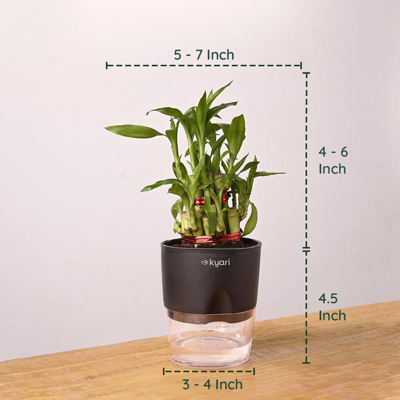 Kyari Lucky Bamboo With Self Watering Pot - Black media 7