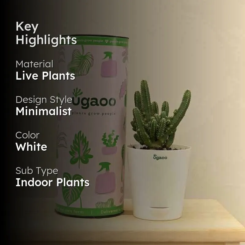 Ugaoo Cactus Plant - Elongated media 2