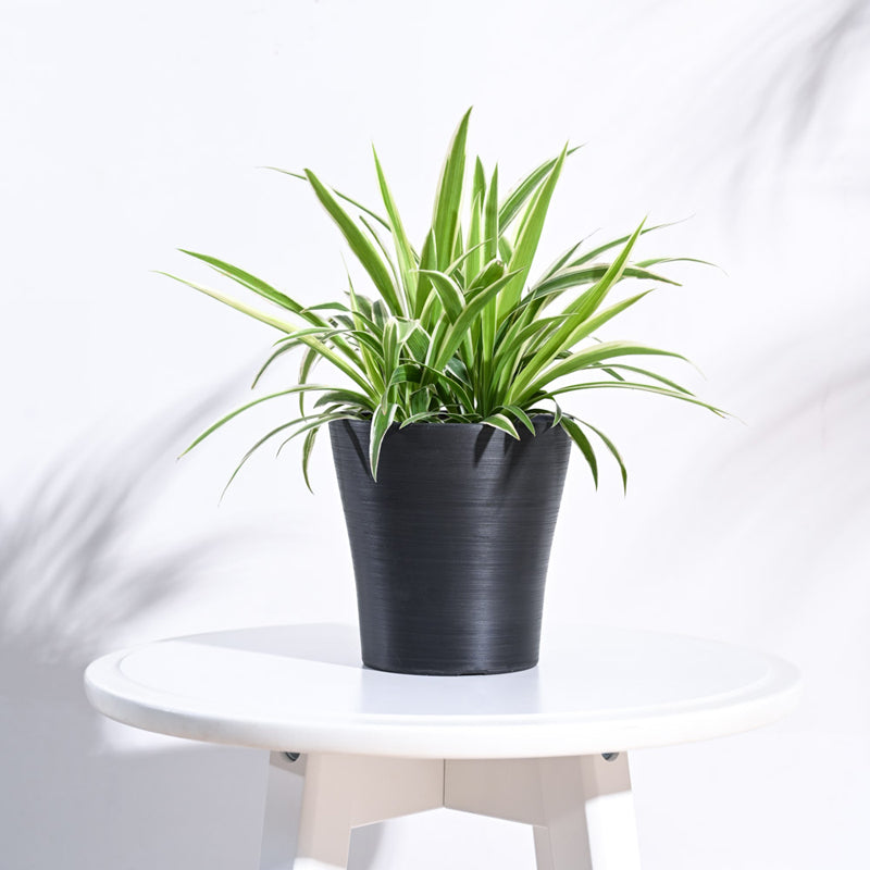 UGAOO Tivoli Planter for Home & Balcony Garden- Black media 3