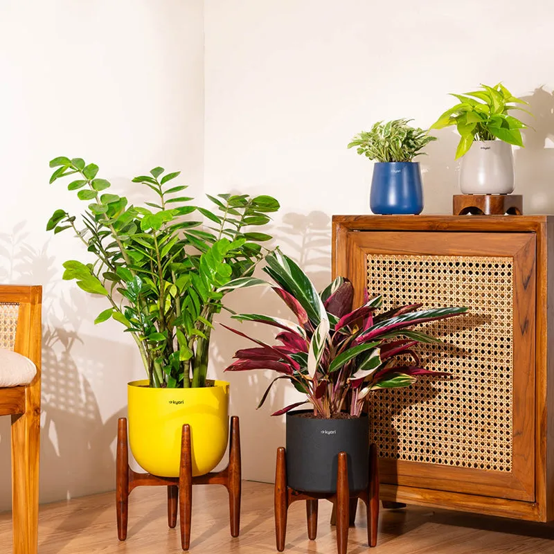 Kyari Calathea Plant With Metal Self Watering Pot (Cream) - 2 Feet media 4