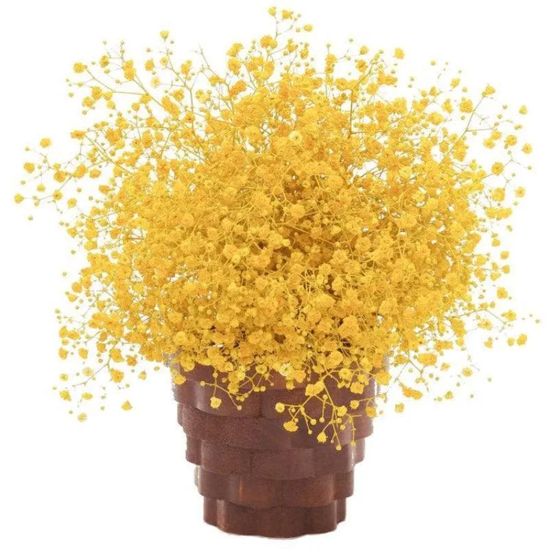 Naturally Dried Baby Breath Gypsophila Stems (Yellow) - Set Of Five media 3