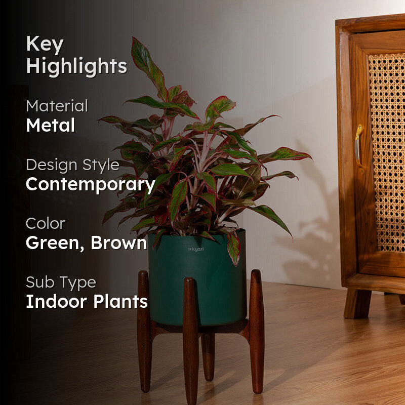 Kyari Agalonema Lipstick Plant With Metal Self Watering Pot (Green) - 1. 6 Feet media 2