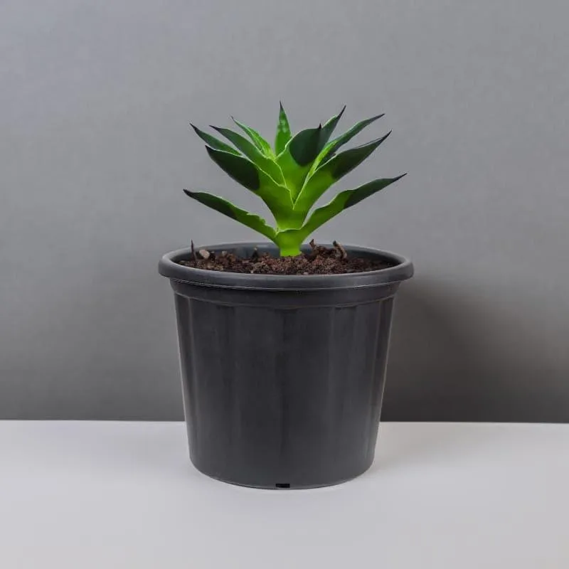 Black plastic pot holding a green plant against a grey background