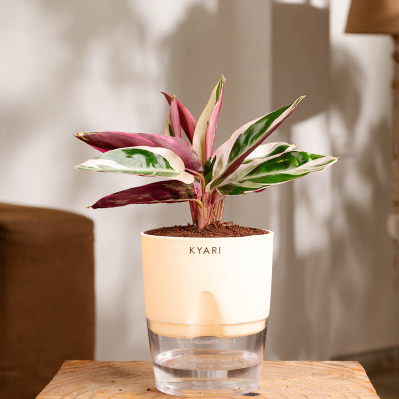 Kyari Calathea Triostar With Self Watering Pot - Ivory