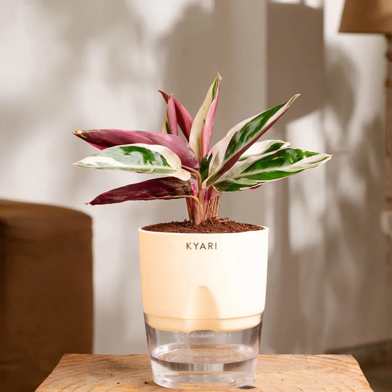 Kyari Calathea Triostar With Self Watering Pot - Ivory media 1