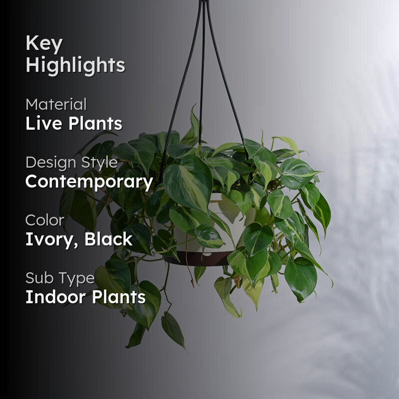 Ugaoo Philodendron Oxycardium Brasil With Hanging Pot media 2