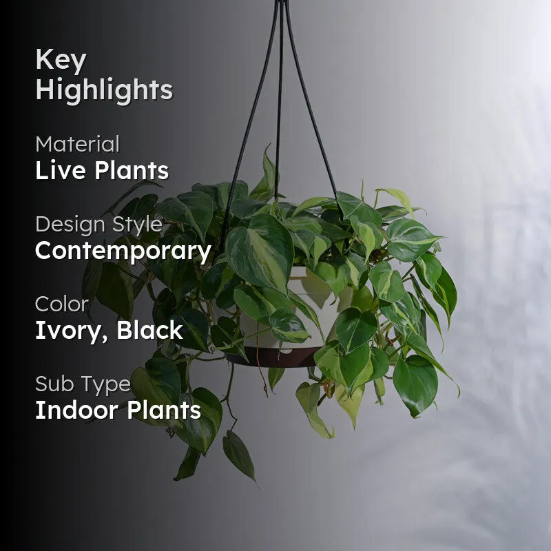 Ugaoo Philodendron Oxycardium Brasil With Hanging Pot media 2