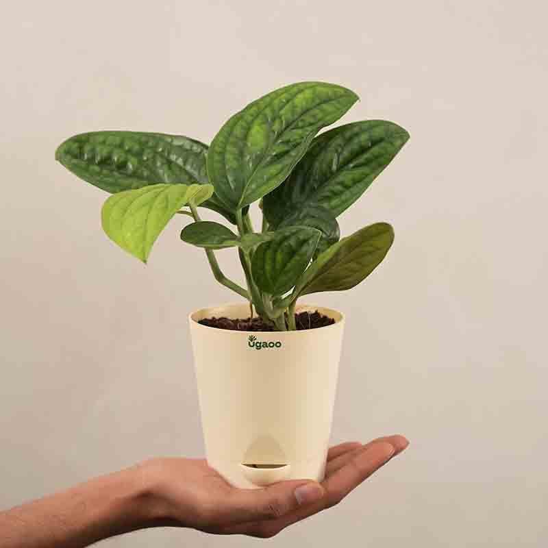 Live Plants