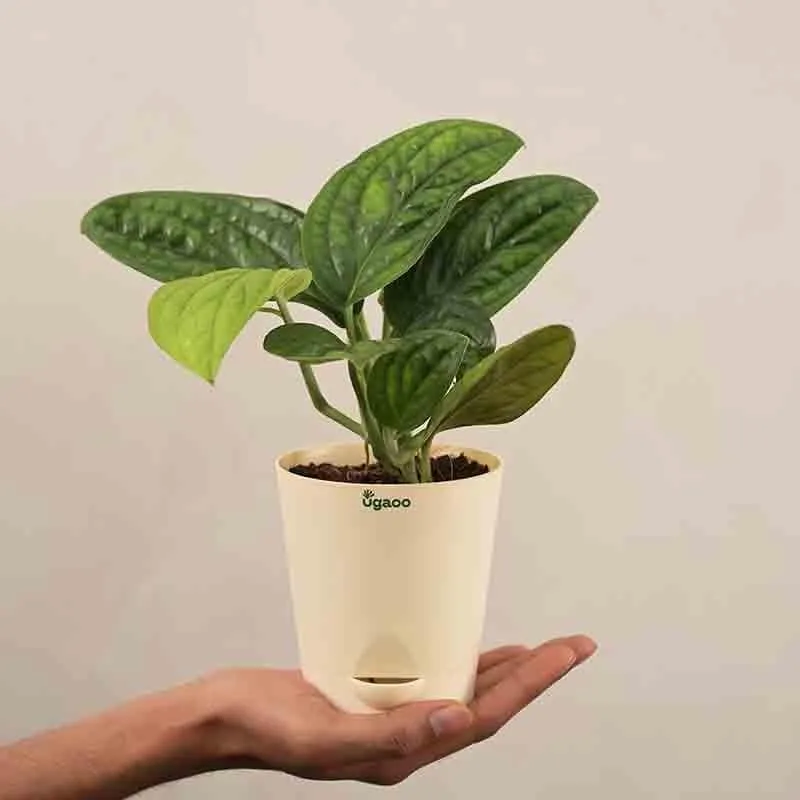 Ugaoo Monstera Peru Green Plant media 1