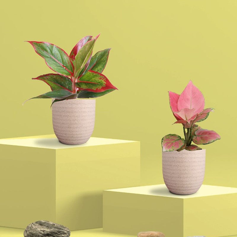 Greenkin Aglaonema Pink & Lipstick Live Plants (Ivory) - Set Of Two media 3