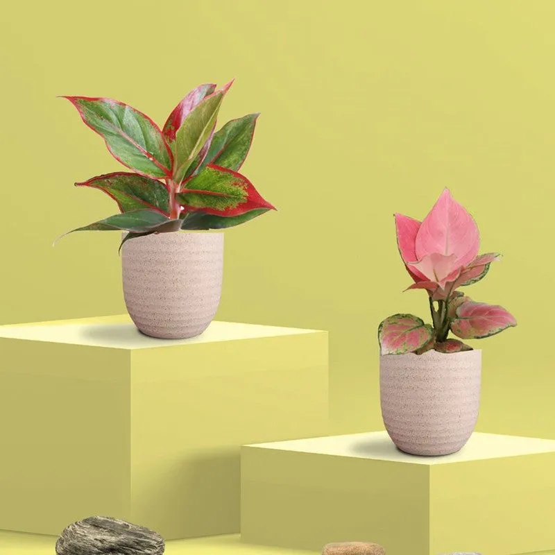 Greenkin Aglaonema Pink & Lipstick Live Plants (Ivory) - Set Of Two media 3
