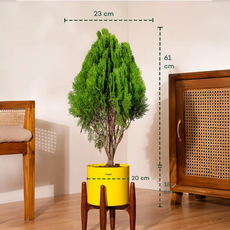 Kyari Thuja Plant With Metal Self Watering Pot (Yellow) - 2.5 Feet media 5