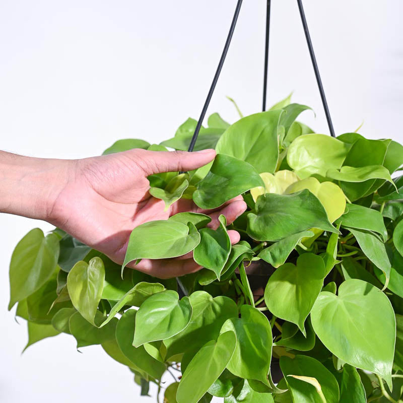 Ugaoo Philodendron Oxycardium Golden with Hanging Pot media 5