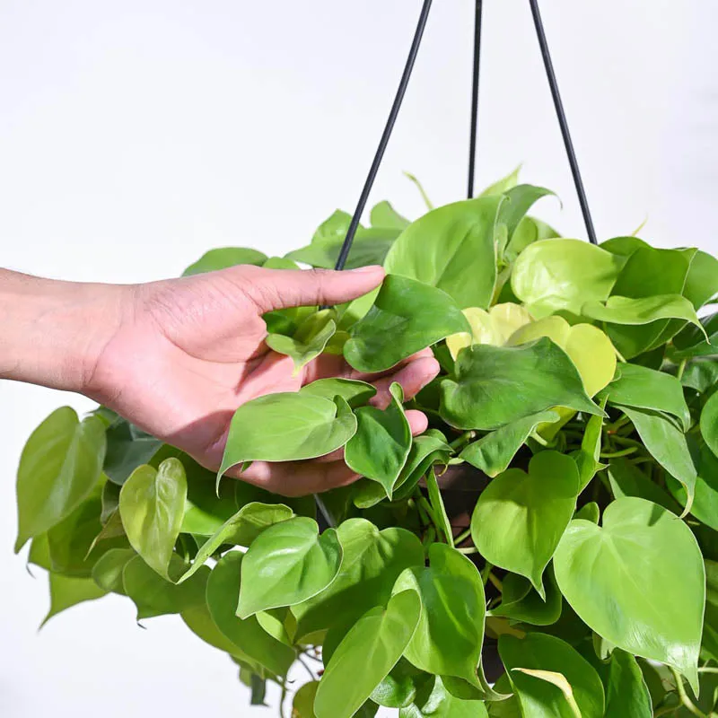 Ugaoo Philodendron Oxycardium Golden with Hanging Pot media 5