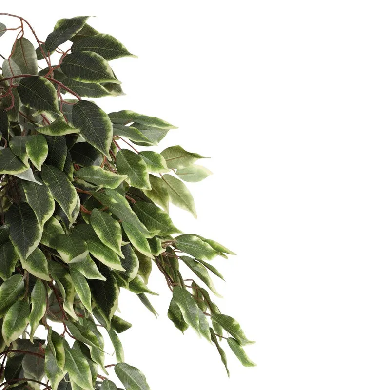 Artificial Variegated Ficus Plant With Black Plastic Pot - 5 ft media 6