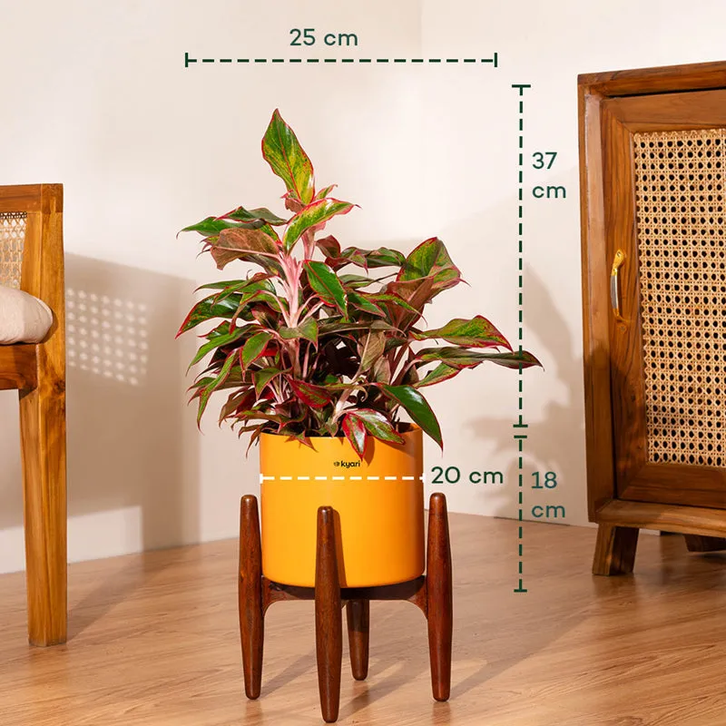 Kyari Agalonema Lipstick Plant With Metal Self Watering Pot (Orange) - 2 Feet media 5