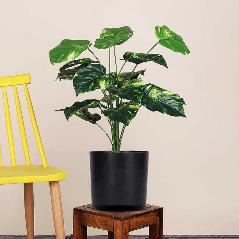 Money Plant I