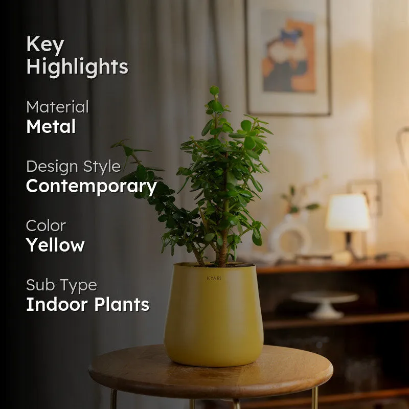 Kyari Lucky Jade Plant With Metal Self Watering Pot - Yellow media 2