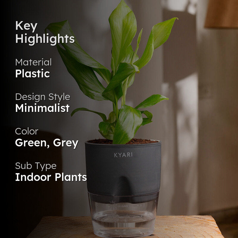 Kyari Peace Lily Plant With Self Watering Pot (Grey) - 18 cm media 2